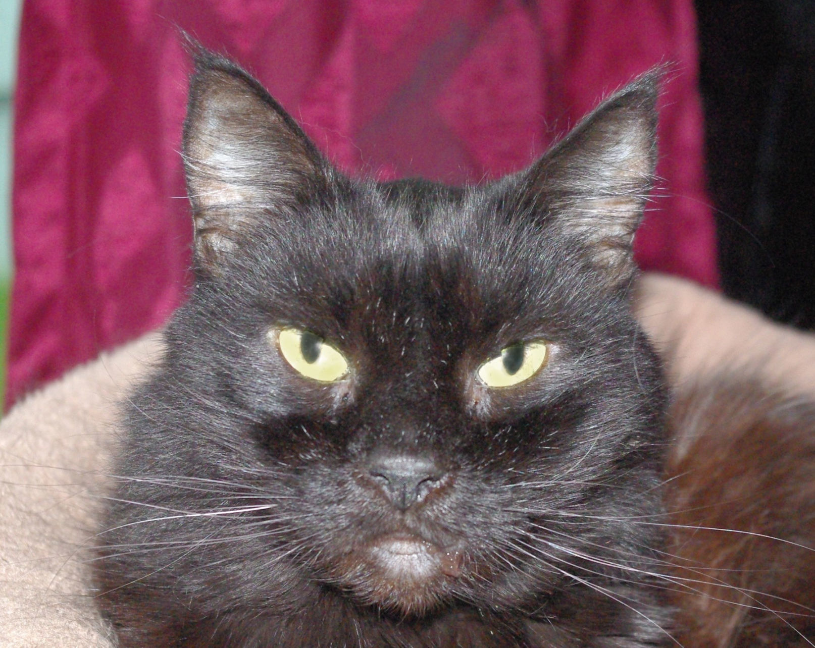Pets of the Week: Dixie